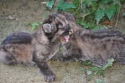 Die beiden Pumababys Dana und Sigi. (Bild: PD/Plättli Zoo)
