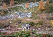 Symbolbild eines Wolfs.