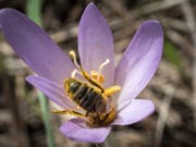 Wildbienen helfen beim Bestäuben von landwirtschaftlichen Feldern, brauchen zum Überleben aber auch blühende Wildblumen. (Bild: KEYSTONE/ARNO BALZARINI)