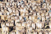Auf dem Viehschauplatz werden die Kühe in Reih und Glied aufgestellt, bevor sie von den Experten begutachtet werden. (Bild: David Scarano)