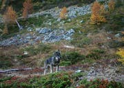 Wolf im Oberwallis (Symbolbild: Gruppe Wolf Schweiz, November 2016)