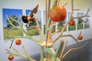 Alles rund um den Apfel: Die neue Sonderausstellung im Natumuseum ist dem König der Früchte gewidmet. (Bild: Urs Bucher)