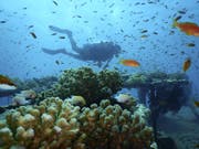 Viele Menschen fliegen ans Rote Meer, um die Korallenriffe zu sehen, bevor sie durch den Klimawandel verschwinden. (Bild: AP)