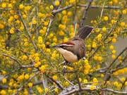 Der Rotscheitelsäbler (Pomatostomus ruficeps) lebt in sozialen Gruppen im australischen Outback. (Bild: Niall Stopford)