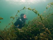 Ein Selbstversuch im Tauchen: Lisa Wickart bei ihrem ersten Tauchgang im Bodensee. (Bild: Richard Schröter)