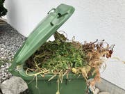 Uzwil verliert seinen Sonderstatus in Sachen Grünabfuhr. Der Kanton zwingt die Gemeinde zur Einführung von kostendeckenden Gebühren nach dem Verursacherprinzip. (Bild: Andrea Häusler)