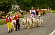 Bei der Alpabfahrt gebärden sich die Ziegen manchmal eigensinnig. (Bilder: Heidy Beyeler)