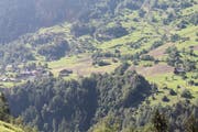 In Gurtnellen fiel augenscheinlich viel Ackerland den Engerlingen zum Opfer. (Bild: Robi Kuster)