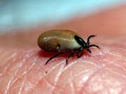   With warmer temperatures, the number of ticks increases. Bites of tiny animals can cause dangerous diseases such as meningitis. (Photo: KEYSTONE / EPA DPA / STEPHAN JANSEN) 
