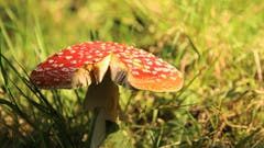 Fliegenpilz gesucht und gefunden. (Bild: Irene Wanner (Napf, 30. September 2018)).