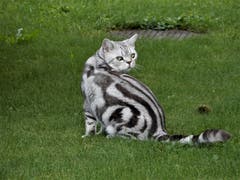Was für eine wunderschöne «Schmuse-Katze». (Bild: Margrith Imhof-Röthlin (Meggen, 30. September 2018))