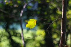 Herbstliche Stimmung. (Bild: Petra Jung (Hämikon, 30. September 2018))