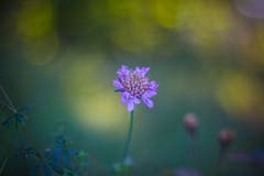 Diese Herbstblume wurde mit einem Oreston 1.8/50mm, einem alten, manuellen Objektiv aus den 60er-Jahren aus der DDR. Dadurch entsteht der sogenannte Look mit dem Bubble-Bokeh im Hintergrund. (Bild: Petra Jung (Hämikon, 30. September 2018))