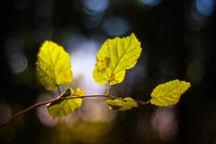 Herbstblätter, fotografiert mit einem Oreston 1.8/50mm, einem alten, manuellen Objektiv aus den 60er-Jahren aus der DDR. Dadurch entsteht der Look mit dem sogenannten Bubble-Bokeh im Hintergrund. (Bild: Petra Jung (Hämikon, 30. September 2018))