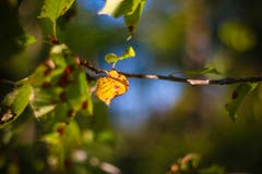 Diese herbstliche Stimmung wurde mit einem Oreston 1.8/50mm fotografiert, einem alten, manuellen Objektiv aus den 60er-Jahren aus der DDR. Dadurch entsteht der Look mit dem sogenannten Bubble-Bokeh im Hintergrund. (Bild: Petra jung (Hämikon, 30. September 2018))