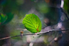 Herbstliche Stimmung, fotografiert mit einem Oreston 1.8/50mm. Dies ist ein altes, manuelles Objektiv aus den 60er-Jahren aus der DDR. Dadurch entsteht der Look mit dem sogenannten Bubble-Bokeh im Hintergrund. (Bild: Petra Jung (Hämikon, 30. September 2018))