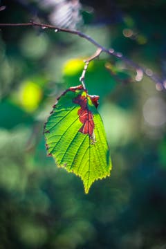 Herbstliche Stimmung, fotografiert mit einem Oreston 1.8/50mm. Dies ist ein altes, manuelles Objektiv aus den 60er-Jahren aus der DDR. Dadurch entsteht der sogenannte Bokeh-Effekt im Hintergrund. (Bild: Petra Jung (Hämikon, 30. September 2018)