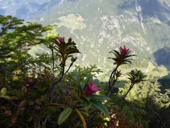 Die letzten Alpenrosen vor dem Wintereinbruch. (Bild: Gustav Tresch (Bristenstäfeli, 30. September 2018))
