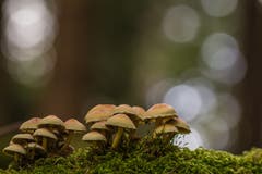 Waldpilze im Hudemoos (Bild: Franziska Hörler)