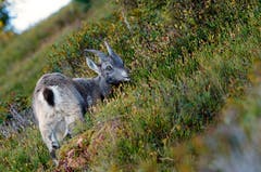 Einfach süss, dieser junge Steinbock! Aufgenommen auf dem Niederhorn (Bild: Marianne Schmid, 8. Oktober 2018)