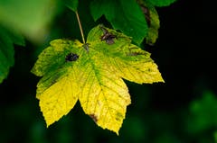 Schönes Herbstblatt. (Bild: Marianne Schmid)