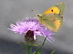 'Die goldene Acht' - ein schmucker Schmetterling. (Bild: Bruno Schuler, 9. Oktober 2018)
