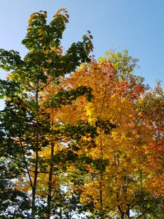 Herbstfarben im Breitfeld. (Bild: Reto Schlegel)