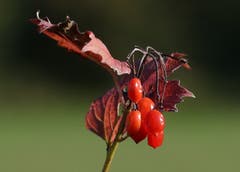 Vogelbeeren (Bild: Bruno Schuler)