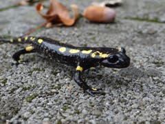 Besuch vom «Rägemooler». Obwohl es nicht regnet, war dieser Feuersalamander heute vor unserem Haus in Kriens unterwegs. (Bild: Silvia Gebistorf)