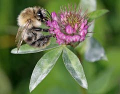 Wildbiene bei der Arbeit. (Bild: Bruno Schuler, 9. Oktober 2018)