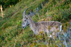 Eine Steingeiss. Aufgenommen auf dem Niederhorn. (Bild: Marianne Schmid, 8. Oktober 2018)