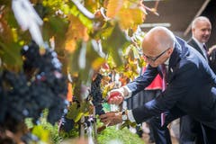Wein ist dieses Jahr an der Olma der Schwerpunkt. (Bild: Benjamin Manser)