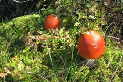 Keine Tomaten, keine Äpfel, es sind Pilze! (Bild: Edi Ulmi)