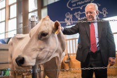 Kühe gehören zur Olma dazu. (Bild: Benjamin Manser)