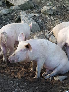 Sauwohl fühlen sich die Alpschweine auf Sellamat. (Bild: Reto Schlegel)