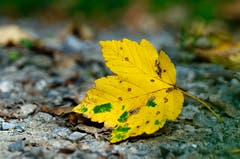 Herbstzeit. (Bild: Marianne Schmid (Gunzwil, 9. Oktober 2018))