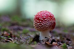Fliegenpilz. (Bild: Marianne Schmid (Gunzwil, 9. Oktober 2018))