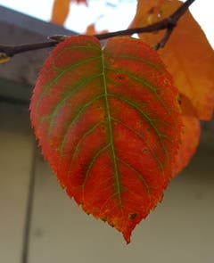 Herbstblatt von unserer Felsenbirne. (Bild: Stephan Lendi)