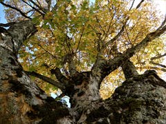 Unter so einem schönen Baum zu stehen, ist einfach nur unbeschreiblich schön! Aufgenommen auf der Wanderung von der Gummenalp zum Wirzweli. (Bild: Margrith Imhof-Röthlin)