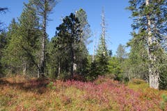 Es herbstelet. Aufnahmeort Schwendi-Kaltbad, Glaubenberg. (Bild: Edi Ulmi)