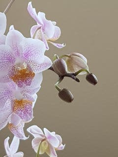 Zarte Orchideenblüten. (Bild: Reto Schlegel)