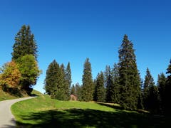 Parklandschaft mit Tannen am Klangweg. (Bild: Klaus Businger)