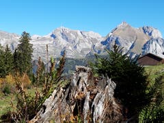 Herbstlandschaft mit Alpstein auf dem Klangweg im Obertoggenburg. (Bild: Klaus Businger)