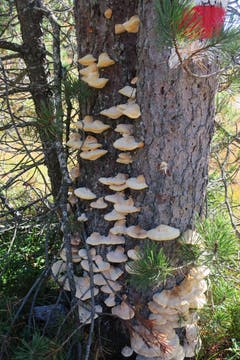 Auch die Pilze wandern. Rot/weiss zeigt den Weg. (Bild: Edi Ulmi)
