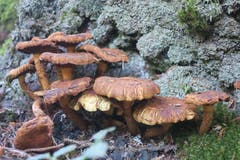 Pilzmonat Oktober 2018. Aufnahme: Schwendi-Kaltbad (Bild: Edi Ulmi)