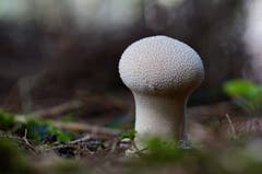 Stäubling. (Bild: Marianne Schmid (Gunzwil, 9. Oktober 2018))