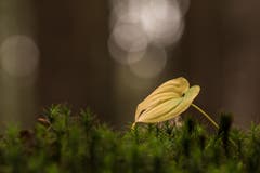 Herbstliches Blatt im Wald im Hudelmoos. (Bild: Franziska Hörler)