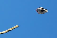 Ein Buntspecht im Sturzflug in Trogen. (Bild: Hans Aeschlimann)