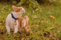 Katzen im ersten Herbstlaub. (Bild: Franziska Hörler)