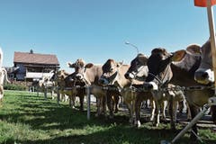 Das Wetter meinte es gut mit der Gemeindeviehschau Gams.